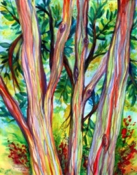 Rainbow Eucalyptus Trees