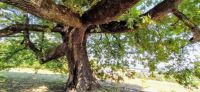Secular oak, Novi Ligure, Piemonte, Italy