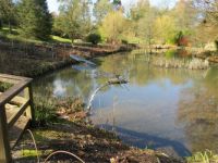 The pond in Winter