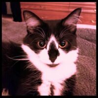 Little Lulu