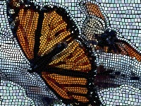 butterflies mosaic