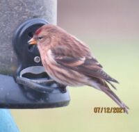 The Redpoll are back!