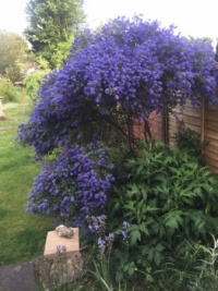 Our blue blossom tree For Libi, Jeri , Izzy and Andie.