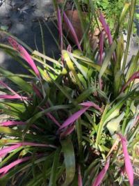 Billbergia nutans or Queen's tears