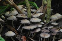 Weird fungi