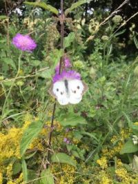 Butterfly in Beachamwell