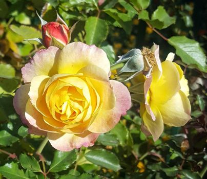 Yellow Roses with Pink Highlights