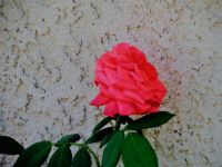 Late Rose