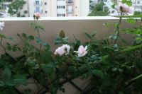 Roses in my Balcony
