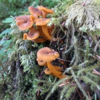 Alaskan fungi