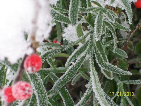 frost in nottinghamshire