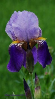 purple iris