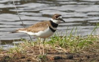 killdeer