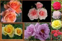 Get Well Soon Flowers for everyone who has been sick