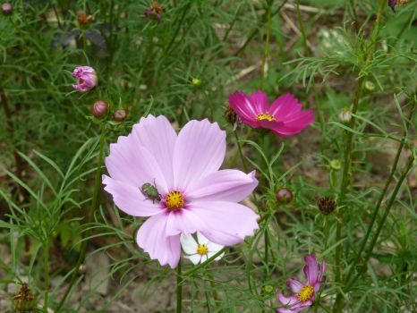 cosmos in Donghwa Buddhist temple