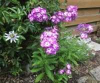 Purple Phlox in the rockery