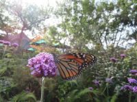 Monarch