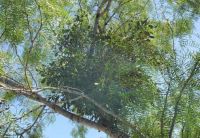 Mistletoe on a Mesquite Tree