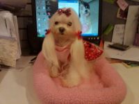 Beautiful Girl Precious