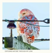 Rare orange owl (#1)
