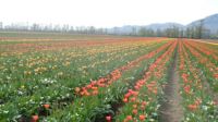Tulips on Marion Road Abbotsford BC