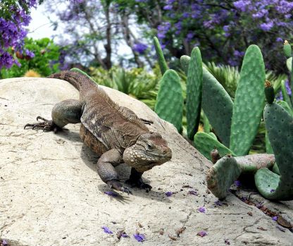 San Diego Zoo - Iguana & Cacti