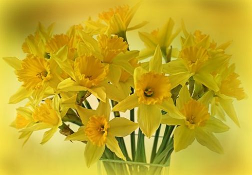 Daffodils- especially for Lin (Mar17P31px)