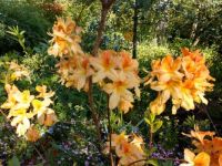Lilies in Monet's garden