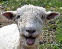 a sheep syas Hi!