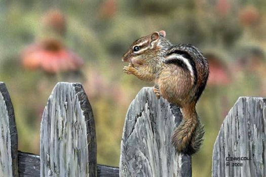 Chipmunk on the Fence