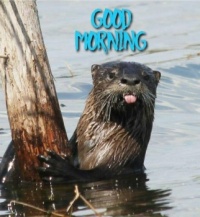 Good Morning Everyone
