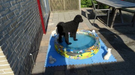 Look, dad made my pool ready again.