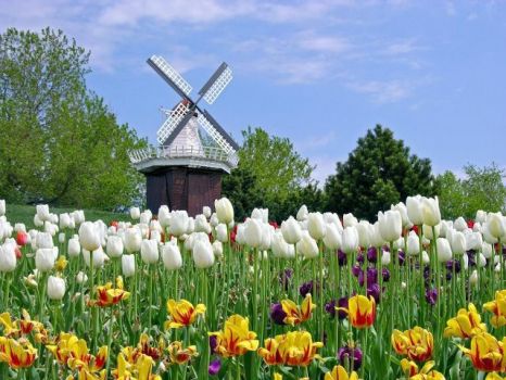 Tulips and a windmill