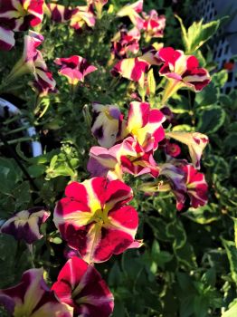 Petunias, Early Morning (challenge)