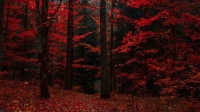 autumn forest