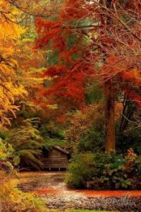 Autumn colours.