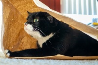 Molly wrapped in paper