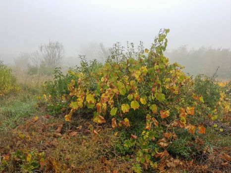 Ködös őszi reggel Budatétényben