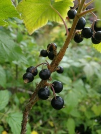 Blackcurrants in our garden