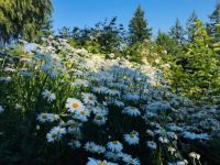 daisies