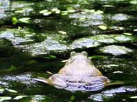 BULLFROG ON THE MORNING MARSH