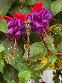 Dragonfly on fuchsia