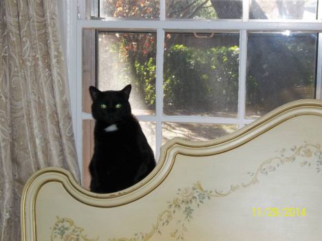 Miss Blackie Bear - Yes you may take the picture, but hurry I am missing cat tv.