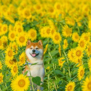 shiba-inu-dog-flower-fields-photography-masayo-ishizuki-japan-16-5cdbf363ed930__700