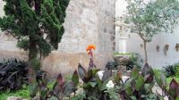 Menorca - Ciutadella - Klostergarten