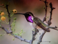 Lucifer Hummingbird