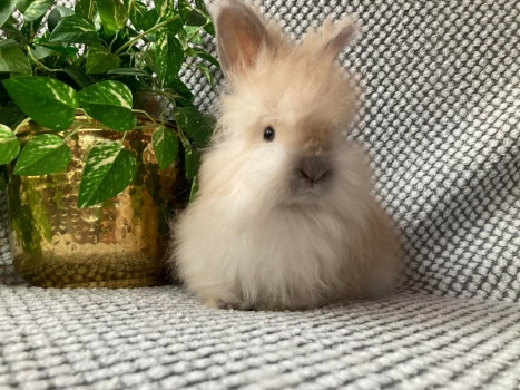 99 angora on sale