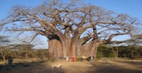 Baobab tree in Zimbabwe