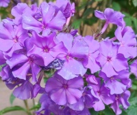 Hortensia