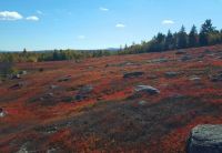 Maine Wild Blueberrie Field 1 of 2